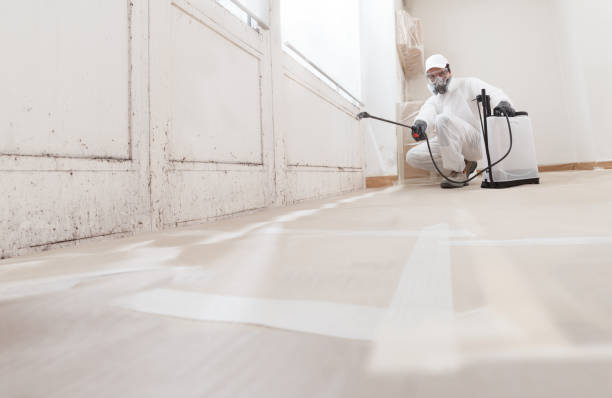 24/7 Emergency Mold Remediation experts in Chesapeake, VA
